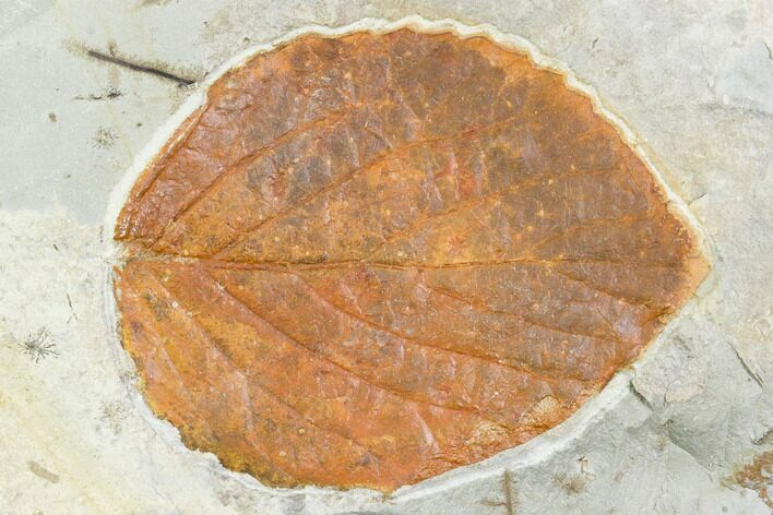 Fossil Leaf (Beringiaphyllum) - Montana #105215
